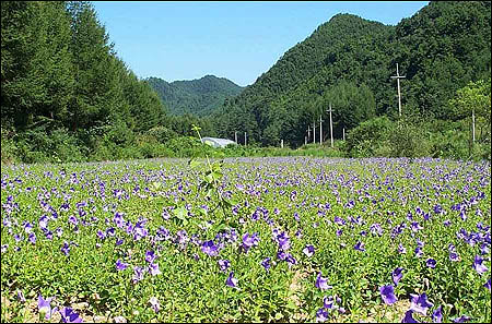 집 앞 도라지밭, 지천으로 피어 한 세상을 이루는 도라지꽃들 